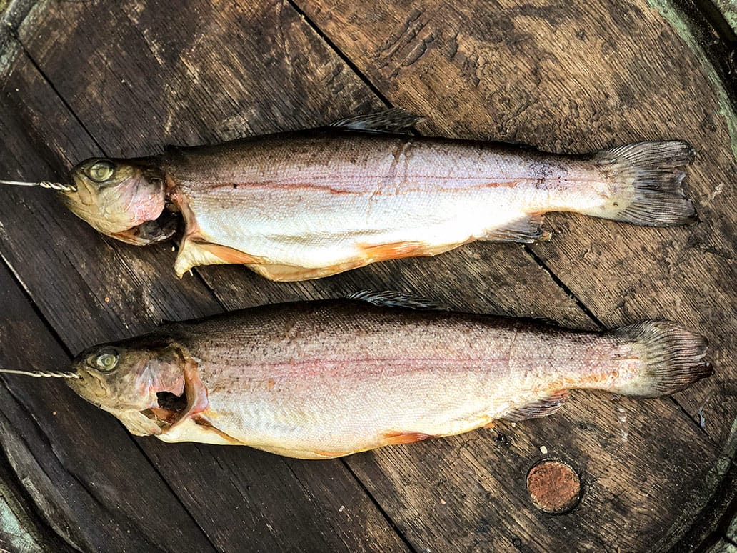 Zwei goldbraun geräucherte Forellen auf rustikalem Holzfass, traditionell zubereitet und bereit zum Servieren.